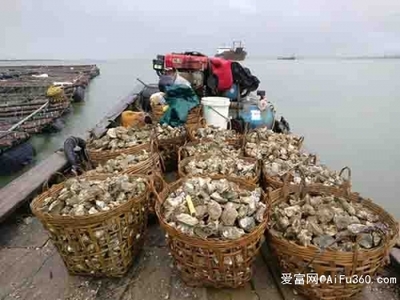 南昌生蠔批發(fā)價(jià)格與生蠔養(yǎng)殖基地日用百貨銷售