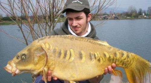 鴨子治魚 美國鯉魚泛濫的創新生態對策與水產市場影響