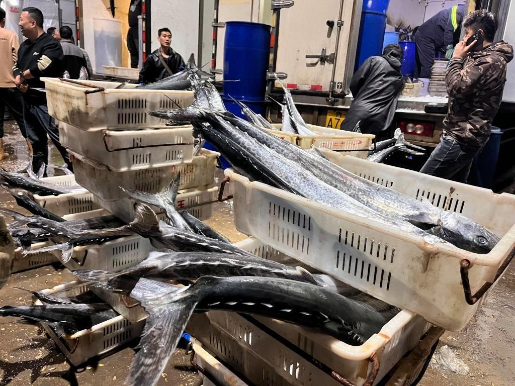 封海前最后一船海鮮抵達城陽水產批發市場，鲅魚仍唱主角